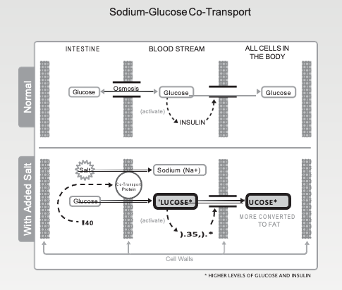 Sodium-Glucose Co-transport